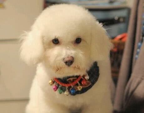 比熊犬吃什么维C可提高它的肌肉协调能力
