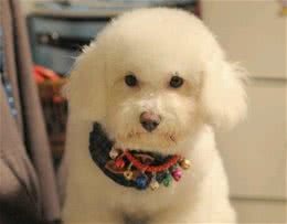 比熊犬吃什么维C可提高它的肌肉协调能力