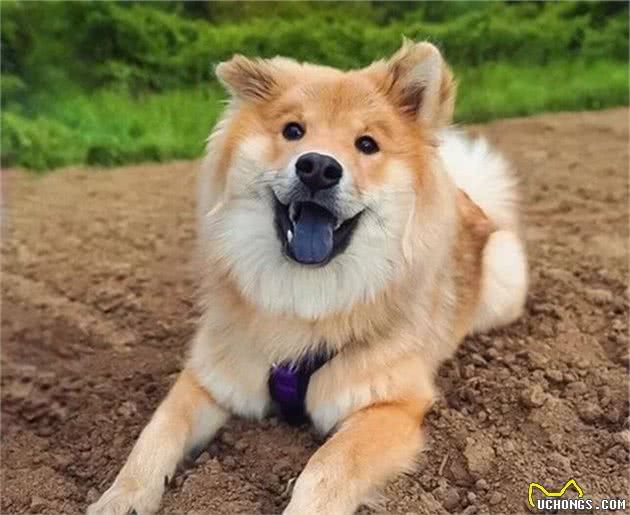 要是萨摩耶犬和松狮恋上了，你觉得它们的宝宝会长成啥样？