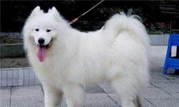 要是萨摩耶犬和松狮恋上了，你觉得它们的宝宝会长成啥样？