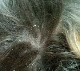 狗狗皮屑多怎么破