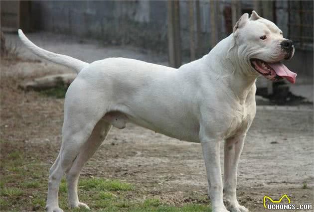 威猛高冷的杜高犬，被称为猎犬之王，为什么也是优秀的护卫犬？