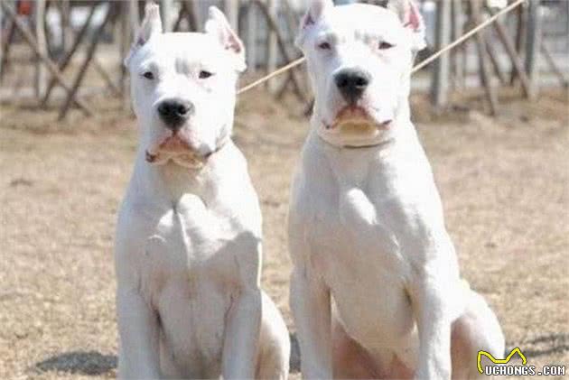 威猛高冷的杜高犬，被称为猎犬之王，为什么也是优秀的护卫犬？