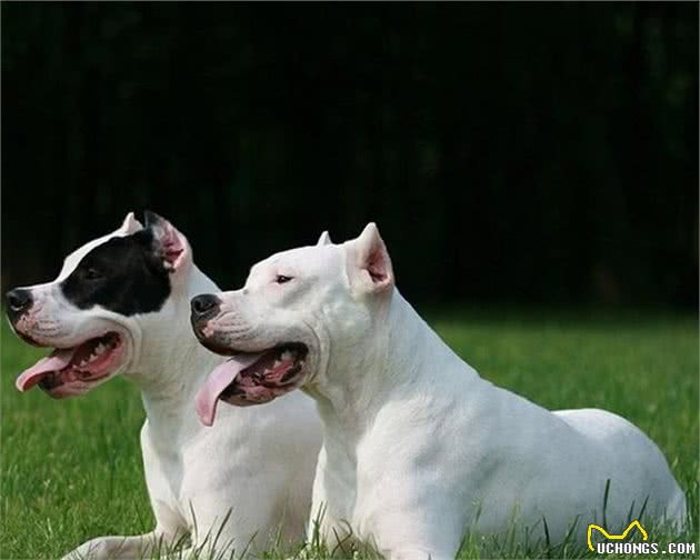 威猛高冷的杜高犬，被称为猎犬之王，为什么也是优秀的护卫犬？