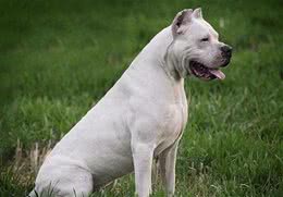 威猛高冷的杜高犬，被称为猎犬之王，为什么也是优秀的护卫犬？