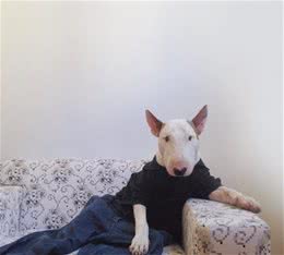 在家养一只牛头梗犬是怎么样一种体验
