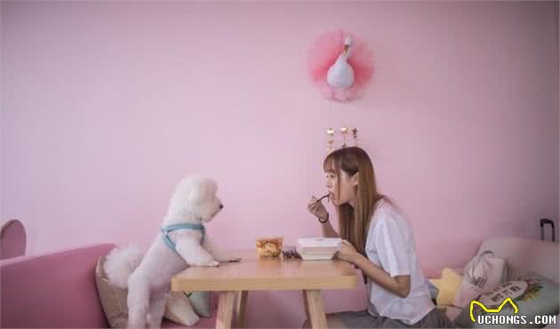 6个理由选择比熊犬，连我都有想养一只的冲动