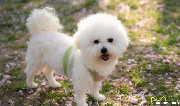6个理由选择比熊犬，连我都有想养一只的冲动