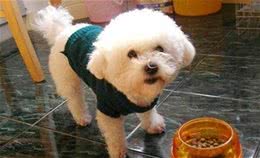 比熊幼犬如何饲养？只需做好这5点