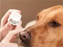 养狗小知识：狗狗是否健康，就看这5点