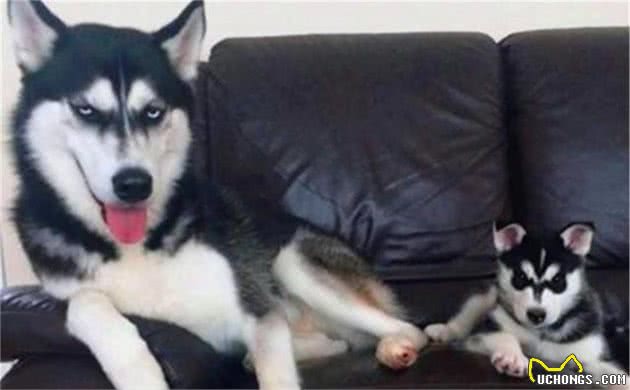 辟谣，犬类智力排行榜仅作参考，其实二哈聪明程度其实不比边牧犬差