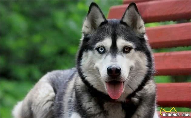 辟谣，犬类智力排行榜仅作参考，其实二哈聪明程度其实不比边牧犬差