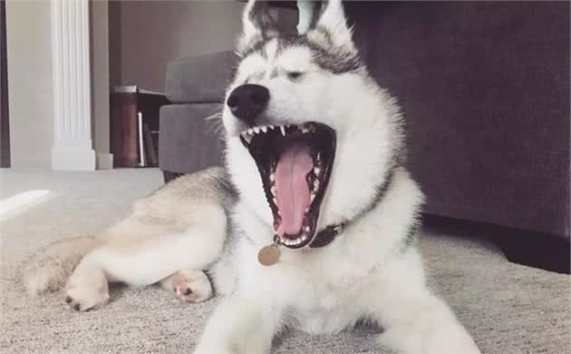 辟谣，犬类智力排行榜仅作参考，其实二哈聪明程度其实不比边牧犬差