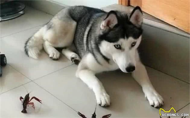 辟谣，犬类智力排行榜仅作参考，其实二哈聪明程度其实不比边牧犬差