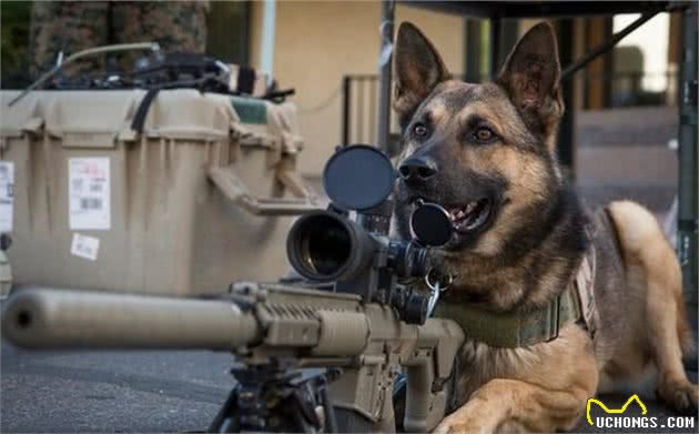 辟谣，犬类智力排行榜仅作参考，其实二哈聪明程度其实不比边牧犬差