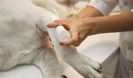 狗狗生病时会发出6个“求救信号”，每一个都很明显，收到能救命