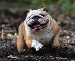 狗狗口腔保护五重奏