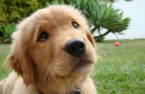 这几种最受欢迎的宠物犬,你养了吗?