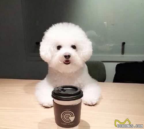 这几种最受欢迎的宠物犬,你养了吗?