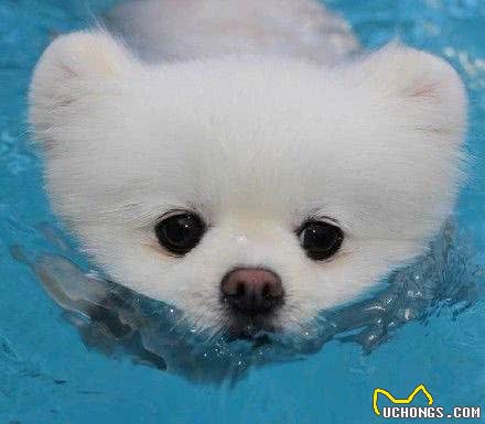 这几种最受欢迎的宠物犬,你养了吗?