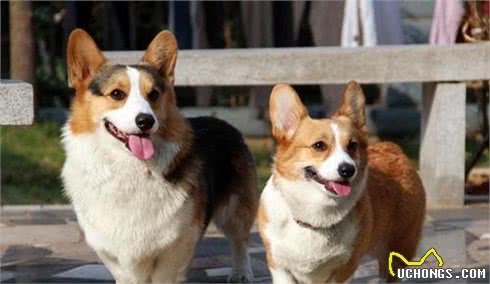 这几种最受欢迎的宠物犬,你养了吗?