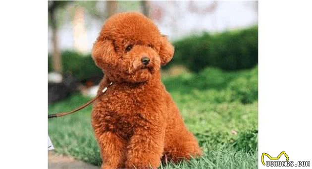 这几种最受欢迎的宠物犬,你养了吗?