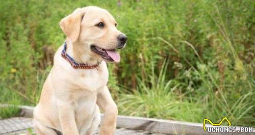这几种最受欢迎的宠物犬,你养了吗?