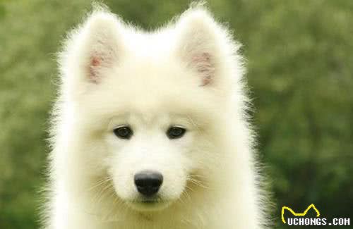 这几种最受欢迎的宠物犬,你养了吗?