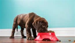 我怎么才能知道，我家狗狗有没有食物过敏？犬过敏时的常见症状