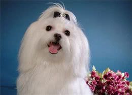 马尔济斯｜狗狗中的老祖宗