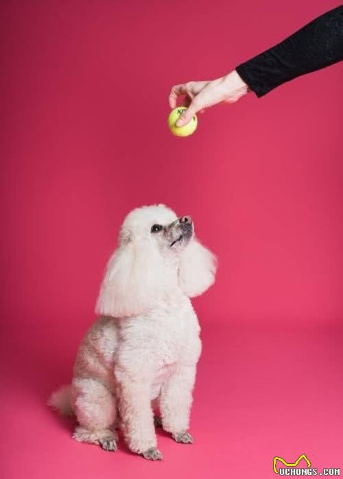 犬粮品牌一大堆，想让汪星人吃的营养又健康，铲屎官该如何选？