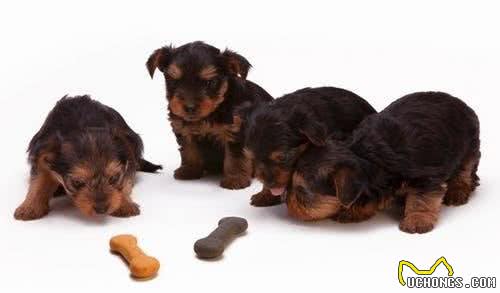犬粮品牌一大堆，想让汪星人吃的营养又健康，铲屎官该如何选？