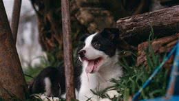犬粮品牌一大堆，想让汪星人吃的营养又健康，铲屎官该如何选？