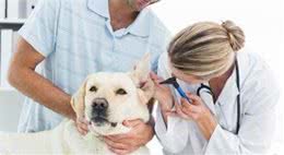 狗狗有这几个表现，说明狗狗身上有寄生虫了，赶紧驱虫