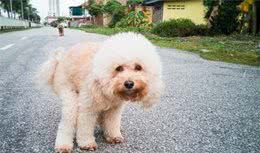 泰迪犬排便前为什么要转圈？不懂背后真相，就别养狗了