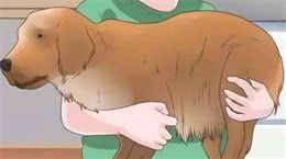 狗狗怀孕需要注意哪些方面