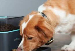 给狗吃多少合适？—科学的喂食量估算方法