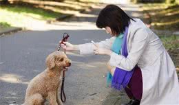 狗狗不听话？爱扑人？还叫不回？这3个实用技能帮你一把