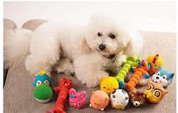 狗狗喜欢的玩具有哪些？