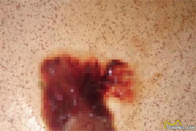 狗狗呕吐后主人不当回事导致病情恶化，察看呕吐物才能分析病因
