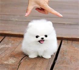 关于博美犬，你了解多少？