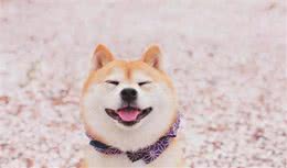 “陪同”是他的天性，“陪护犬”不同的狗狗