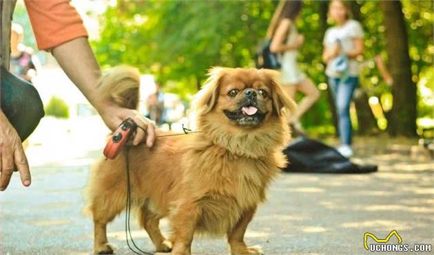 老年犬不应享受安稳，走出家门反而有利健康，一文开辟养狗新思路