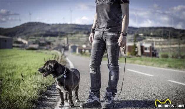 老年犬不应享受安稳，走出家门反而有利健康，一文开辟养狗新思路