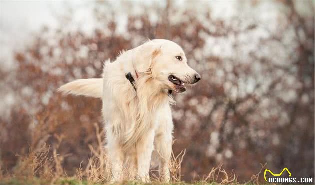 老年犬不应享受安稳，走出家门反而有利健康，一文开辟养狗新思路