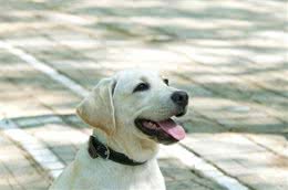 训练狗等待食物的方法