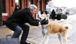 区分柴犬与秋田犬主要看这4点，你都知道吗？