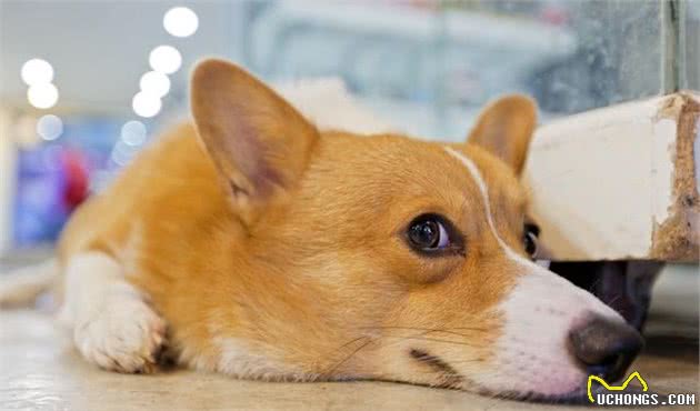 “智商高”的柯基犬，会有这6个表现，你家占几个？