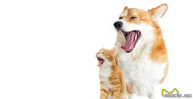 “智商高”的柯基犬，会有这6个表现，你家占几个？
