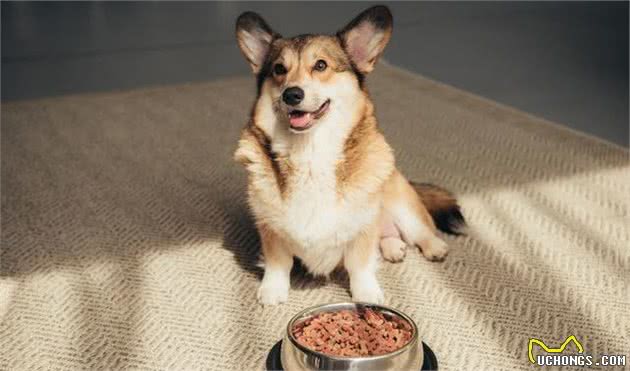 “智商高”的柯基犬，会有这6个表现，你家占几个？